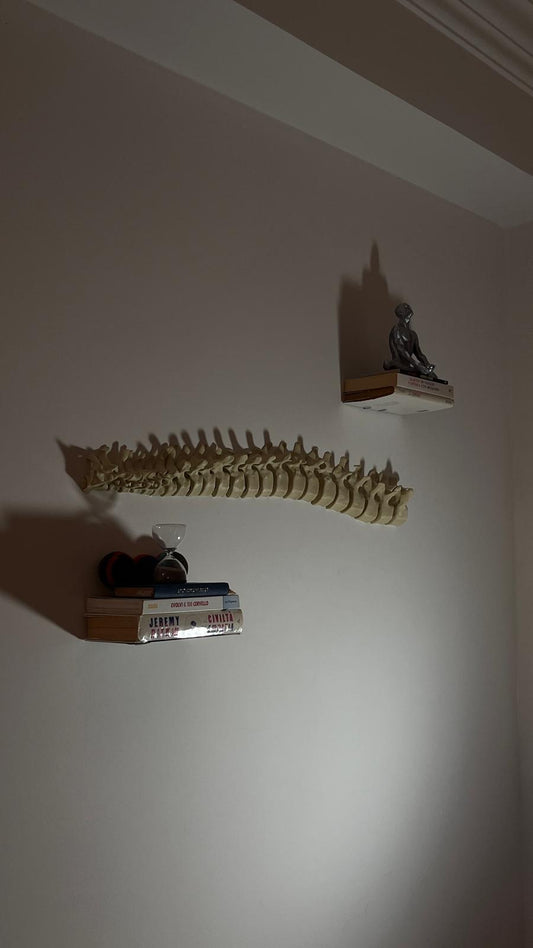 Spine - anatomically accurate 3D Model
